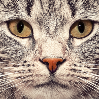 Cat Face