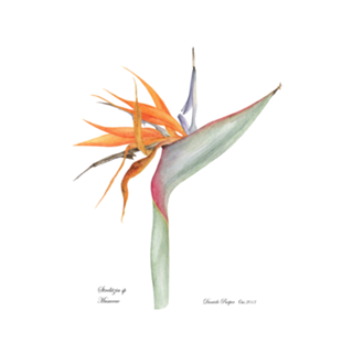 Strelitzia