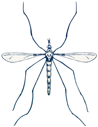 Mosquito