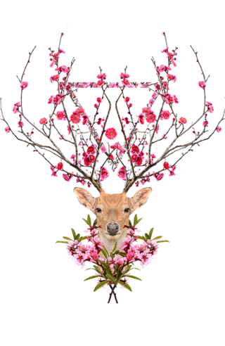 Spring deer