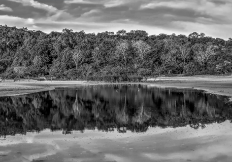 Reflexo da Floresta