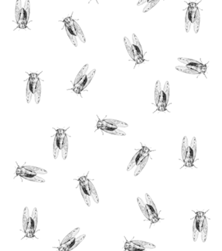 Cicada