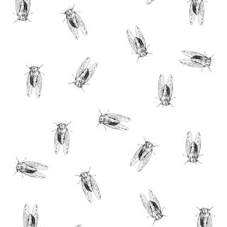 Cicada