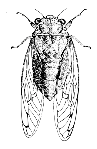 Cicada