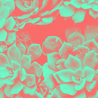 Shine on #flor