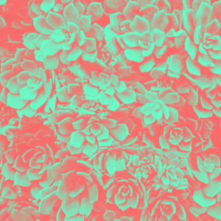 Shine on #flor