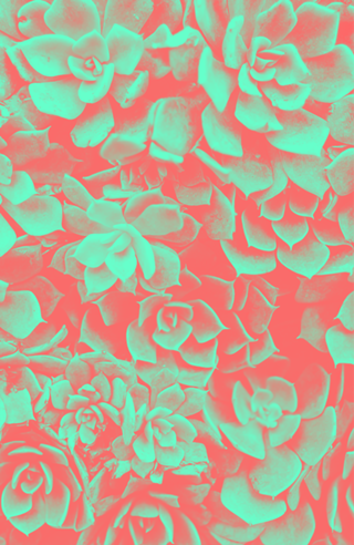 Shine on #flor