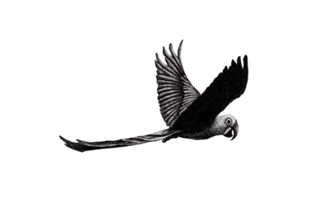 Arara azul