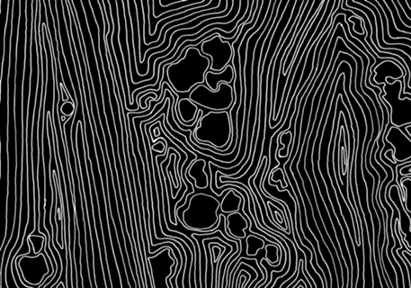 Rhizophora