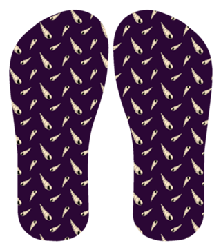 Estampa Concha Caracol.