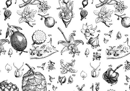 Pinha Botânica