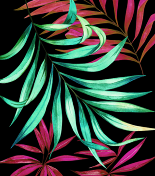 Palms