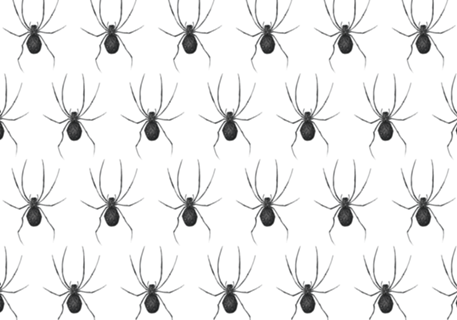 Spyder