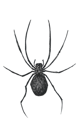 Spyder