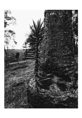 Araucaria
