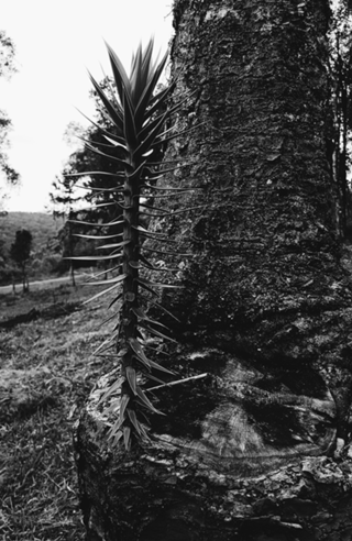 Araucaria