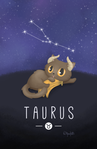 Gato de Touro