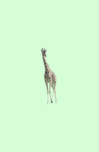Girafa Mint