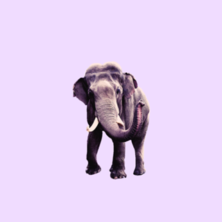 Elefante Lilac