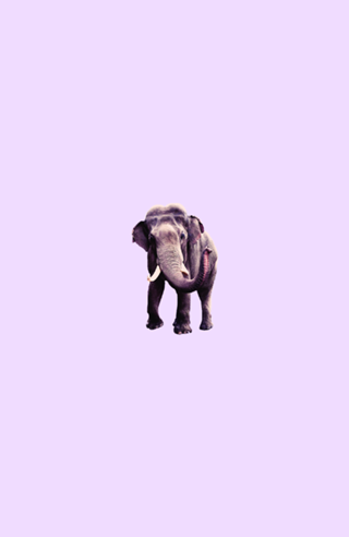 Elefante Lilac