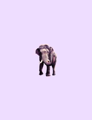 Elefante Lilac