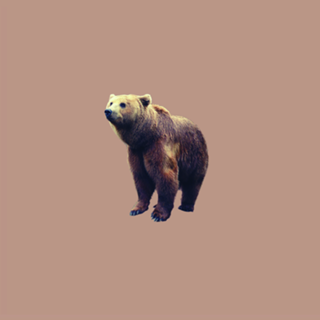 Chocolate Bear