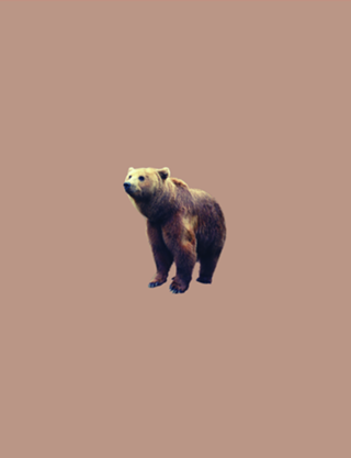 Chocolate Bear