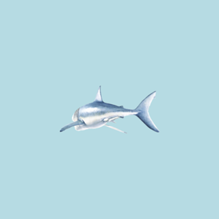 Baby Shark