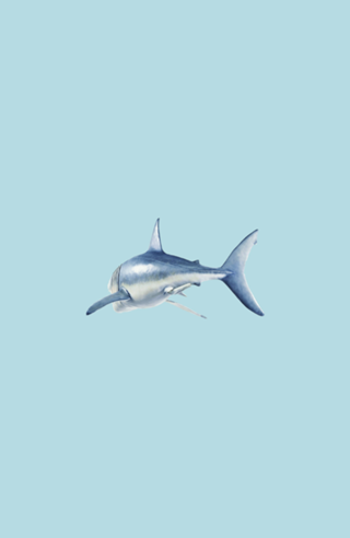 Baby Shark