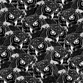 Owl Night