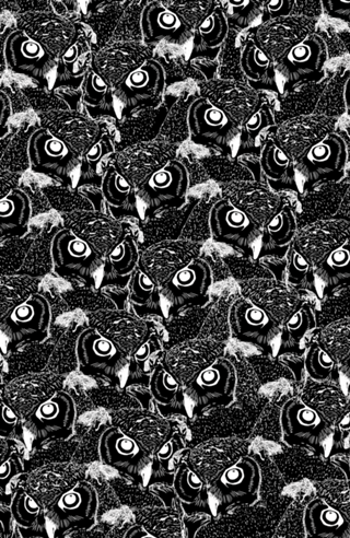 Owl Night