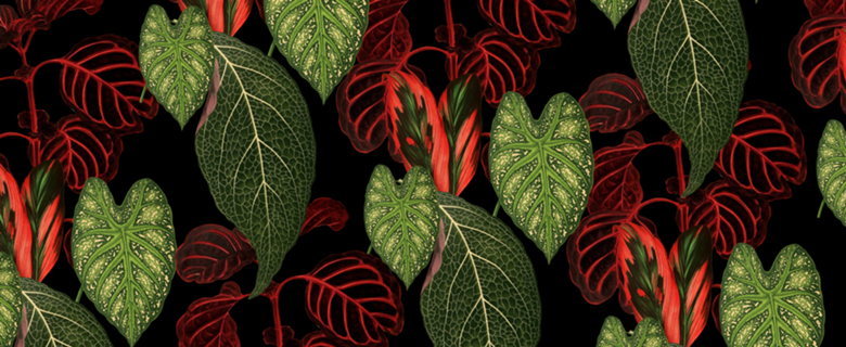 Monstera
