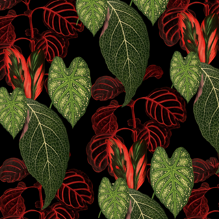 Monstera