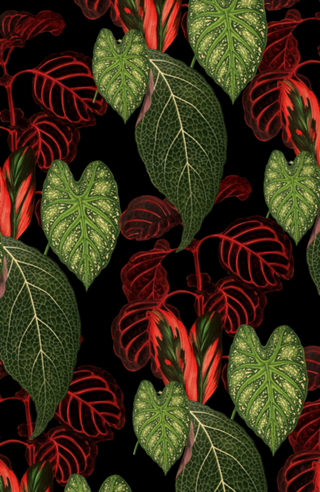 Monstera
