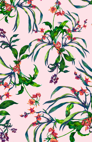 Orquídeas