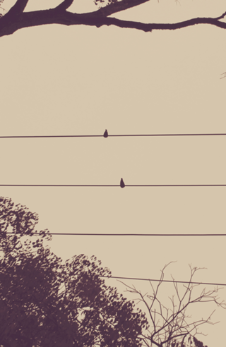 Symphony of Birds