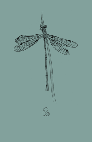 Libélula