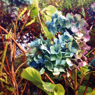 Flores de hortênsia azul