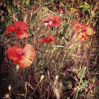 Flores de papoula vermelha