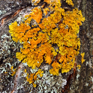 Liquen amarelo