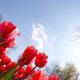 Aos pés das tulipas