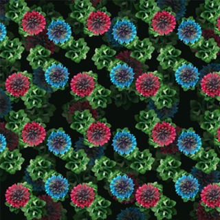 Nature Exotic Flowers
