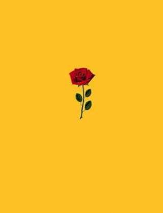 Rosa 12