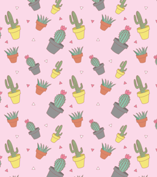 Cactos e Suculentas Rosa