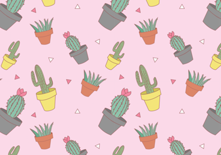 Cactos e Suculentas Rosa