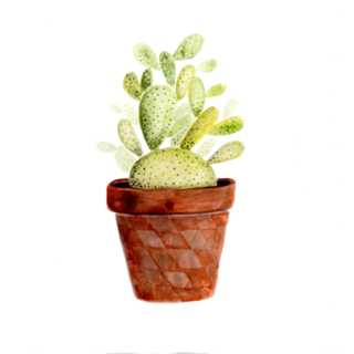 Cacto