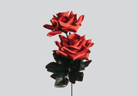 Rosa