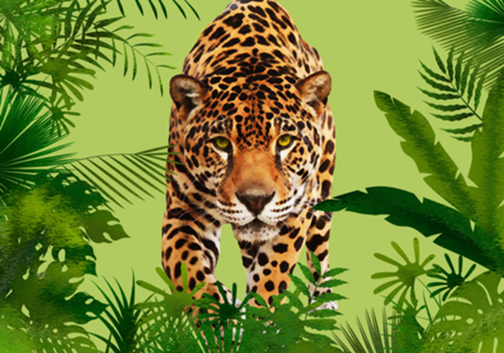 Onça Pintada