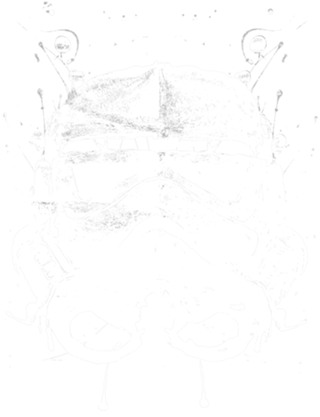 Stormtrooper