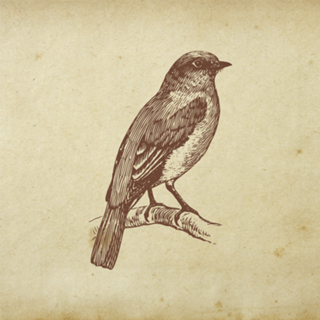 Bird Love
